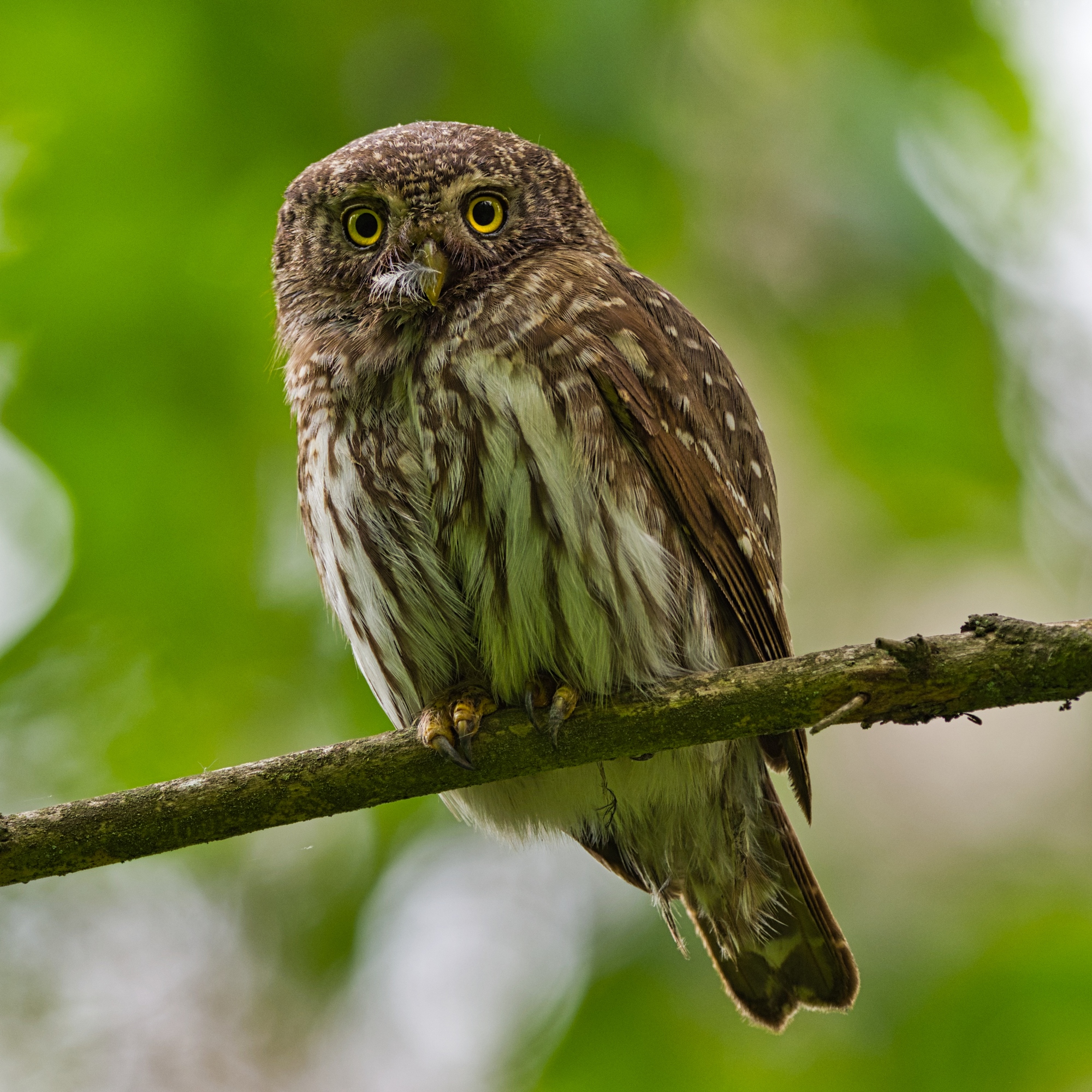 Nazwa:  13.jpg
Wyświetleń: 505
Rozmiar:  1,82 MB