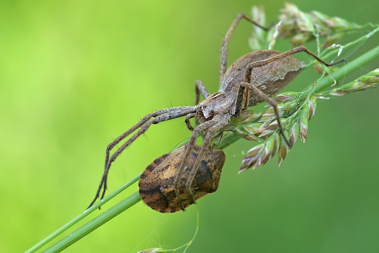 Nazwa:  50815121212_3e470d98b0_o.jpg
Wyświetleń: 233
Rozmiar:  232,7 KB