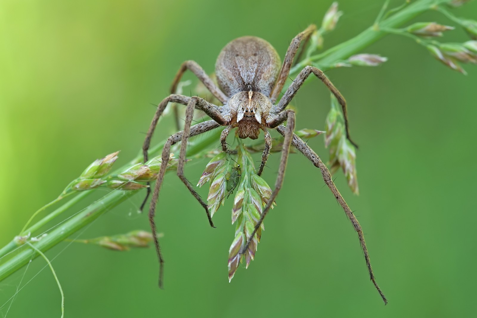 Nazwa:  50815016526_e9f467d671_o.jpg
Wyświetleń: 229
Rozmiar:  185,3 KB