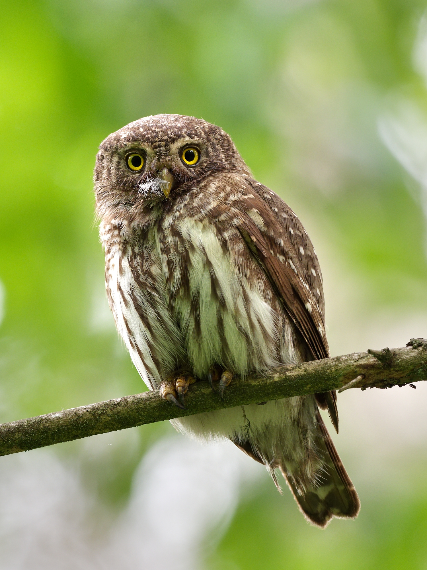 Nazwa:  11.jpg
Wyświetleń: 87
Rozmiar:  2,10 MB