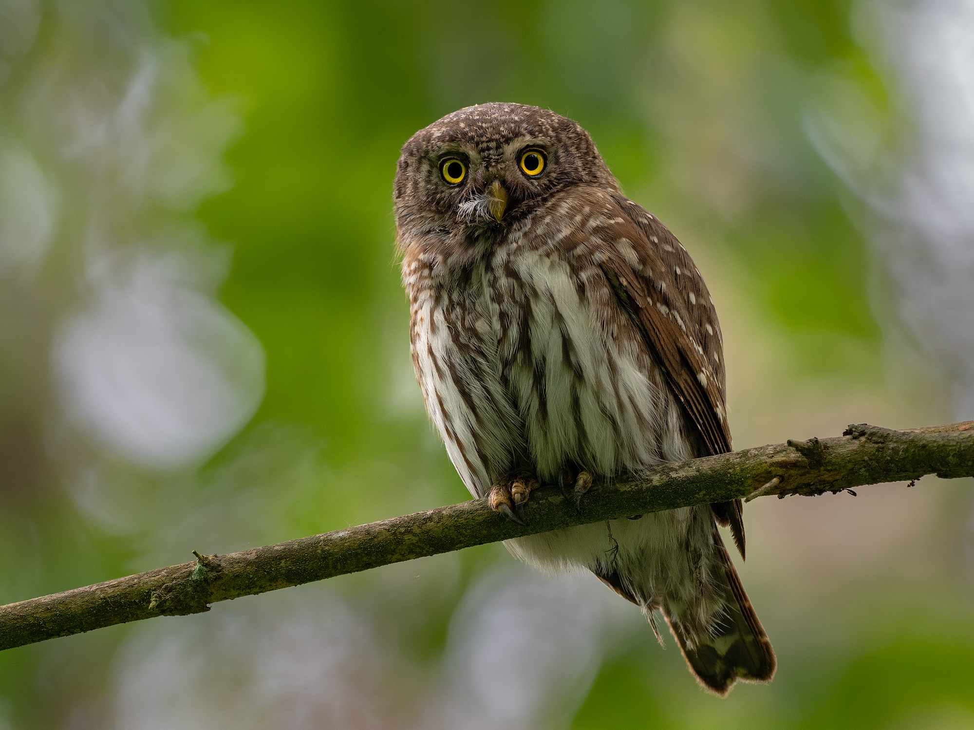 Nazwa:  14.jpg
Wyświetleń: 88
Rozmiar:  1,37 MB