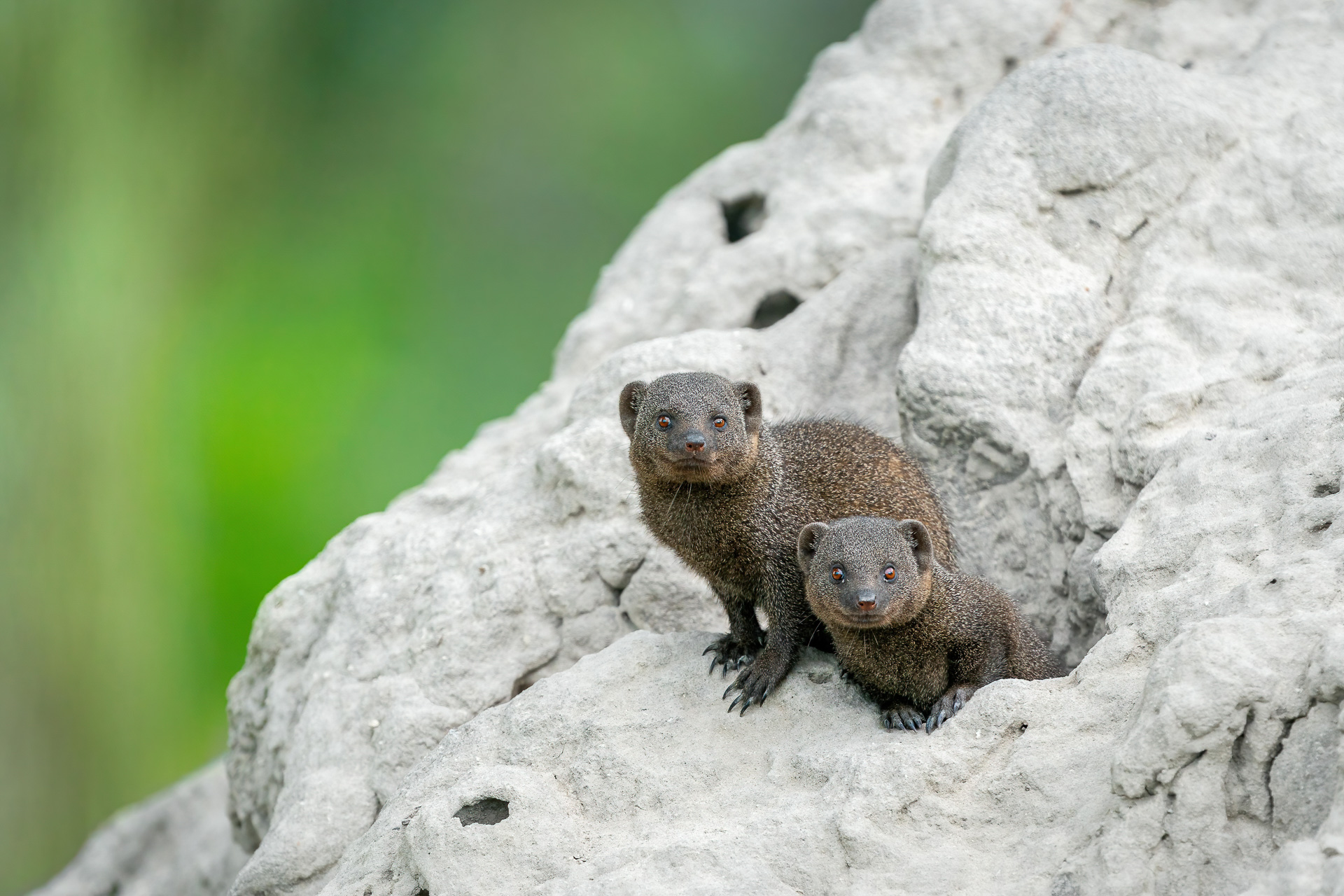 Nazwa:  20200128_Dwarf_mongoose_002.jpg
Wyświetleń: 169
Rozmiar:  700,4 KB