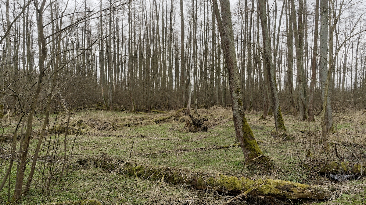 Nazwa:  rezerwat.jpg
Wyświetleń: 278
Rozmiar:  1,08 MB