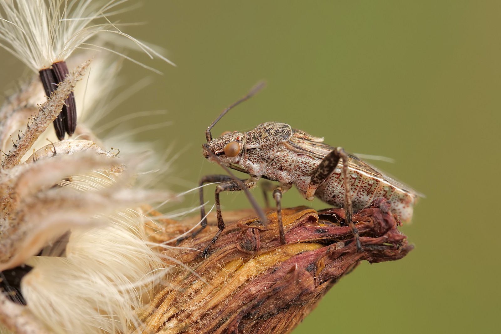 Nazwa:  50860563041_934d3898d2_o.jpg
Wyświetleń: 153
Rozmiar:  284,8 KB