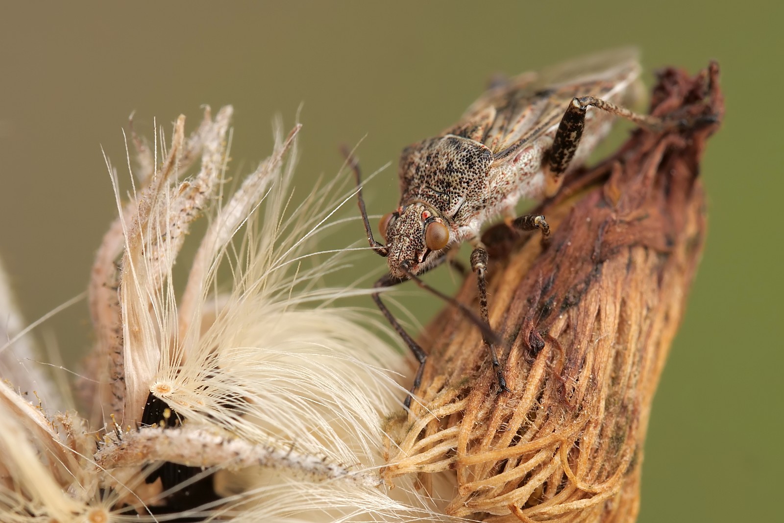 Nazwa:  50860661467_56f317cb5d_o.jpg
Wyświetleń: 148
Rozmiar:  303,7 KB