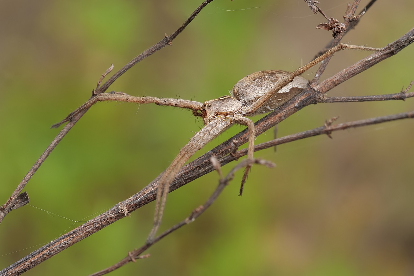 Nazwa:  50863429623_013ef97ab8_o.jpg
Wyświetleń: 136
Rozmiar:  207,7 KB