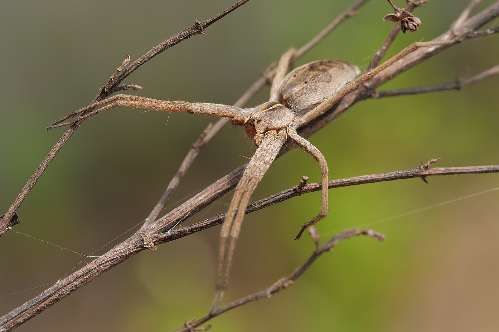 Nazwa:  50864139911_b3ea8f65cc_o.jpg
Wyświetleń: 147
Rozmiar:  214,8 KB