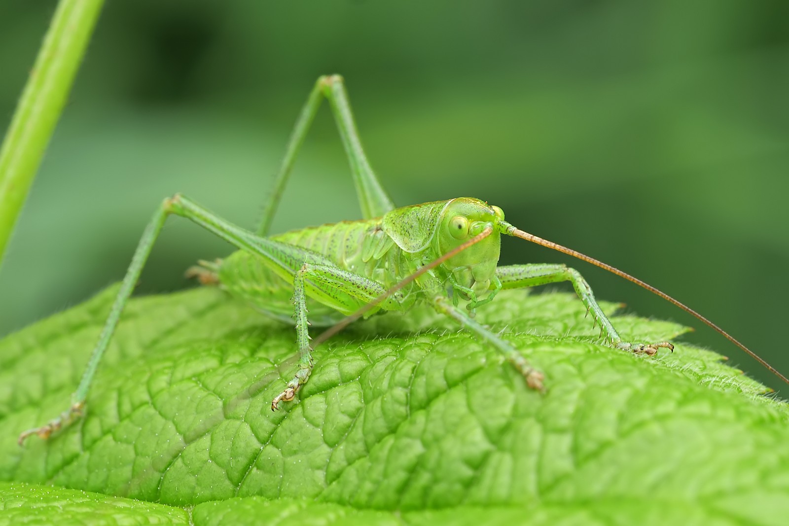 Nazwa:  50871201707_f248732a03_o.jpg
Wyświetleń: 120
Rozmiar:  205,9 KB