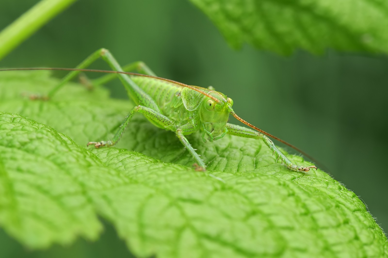 Nazwa:  50871101651_6f37459c7a_o.jpg
Wyświetleń: 123
Rozmiar:  180,3 KB