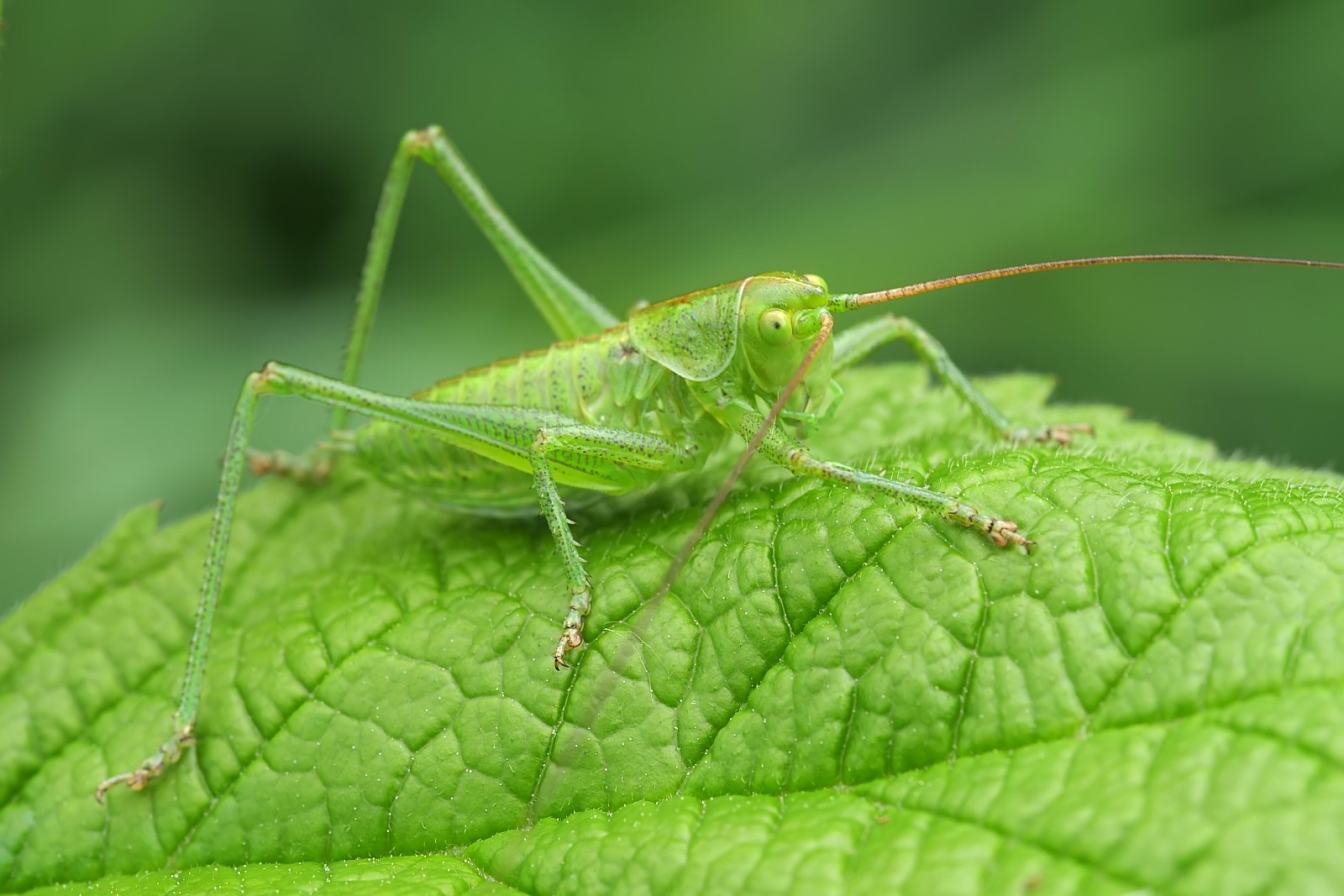 Nazwa:  50871101756_768c2dae13_o.jpg
Wyświetleń: 122
Rozmiar:  240,2 KB