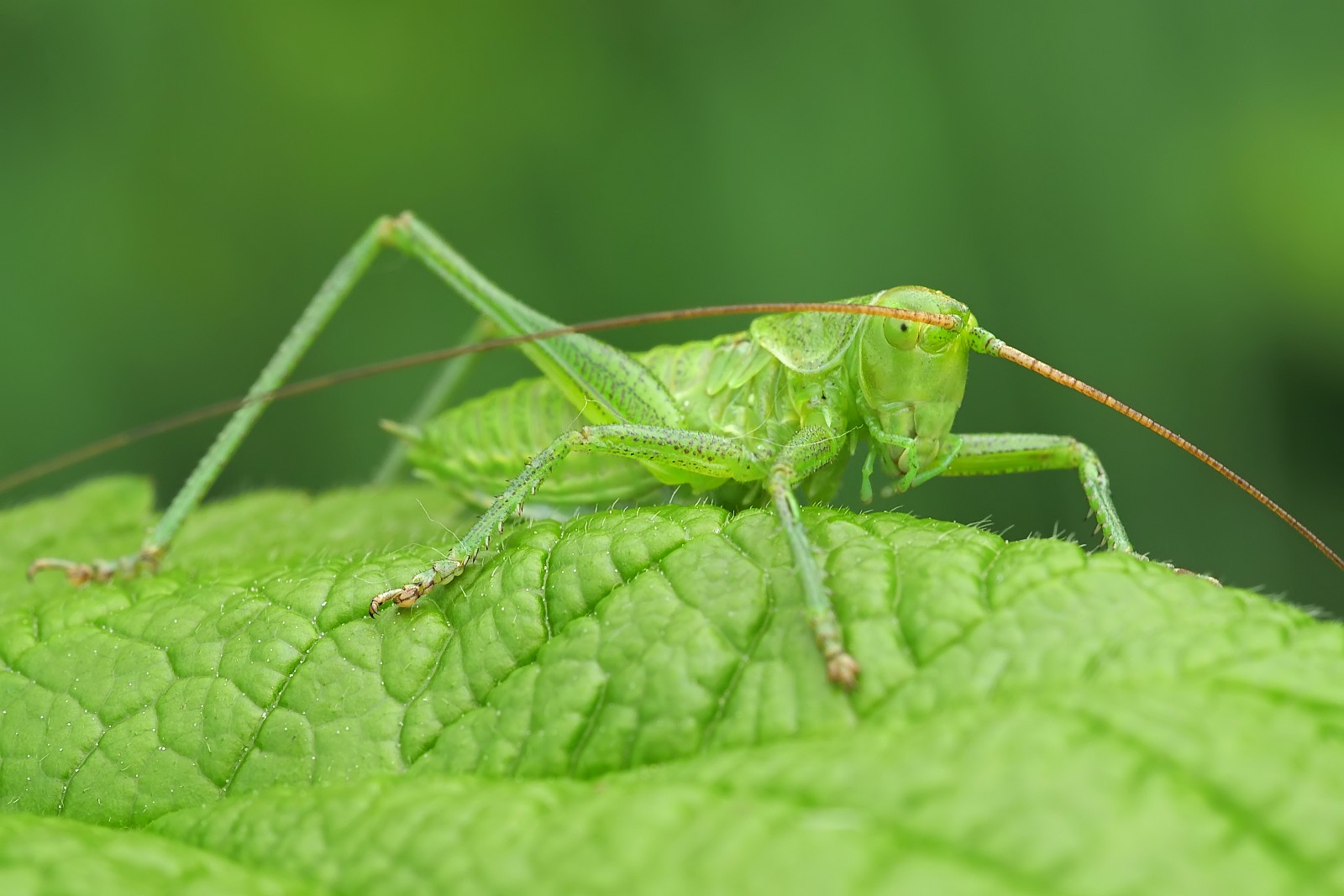 Nazwa:  50871201637_19205cefd6_o.jpg
Wyświetleń: 125
Rozmiar:  197,7 KB