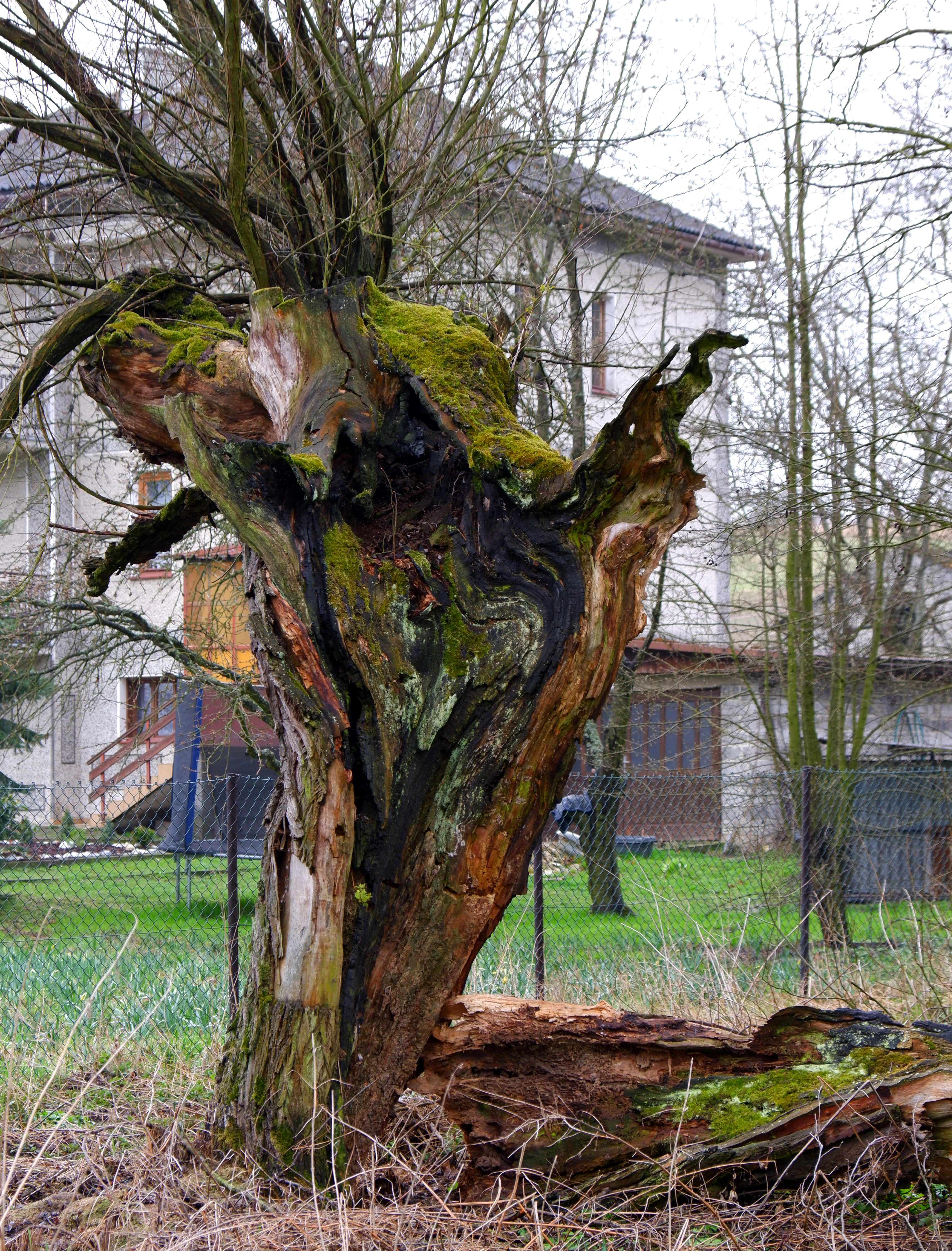 Nazwa:  DSCF5241.JPG
Wyświetleń: 278
Rozmiar:  6,30 MB