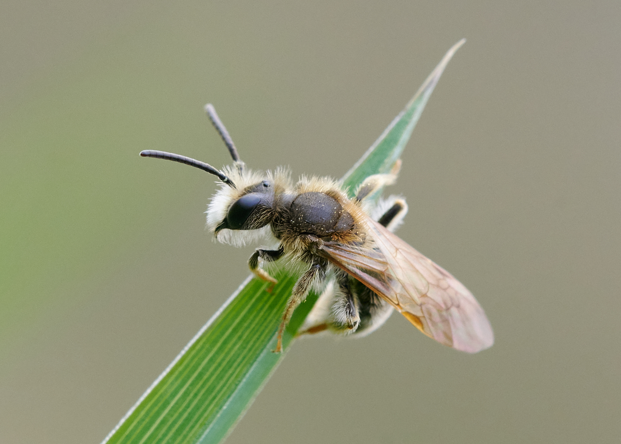 Nazwa:  _2224564 4.jpg
Wyświetleń: 186
Rozmiar:  773,4 KB