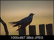Kliknij obrazek, aby uzyskać większą wersję

Nazwa:	N72A0155.jpg
Wyświetleń:	51
Rozmiar:	37,9 KB
ID:	232826