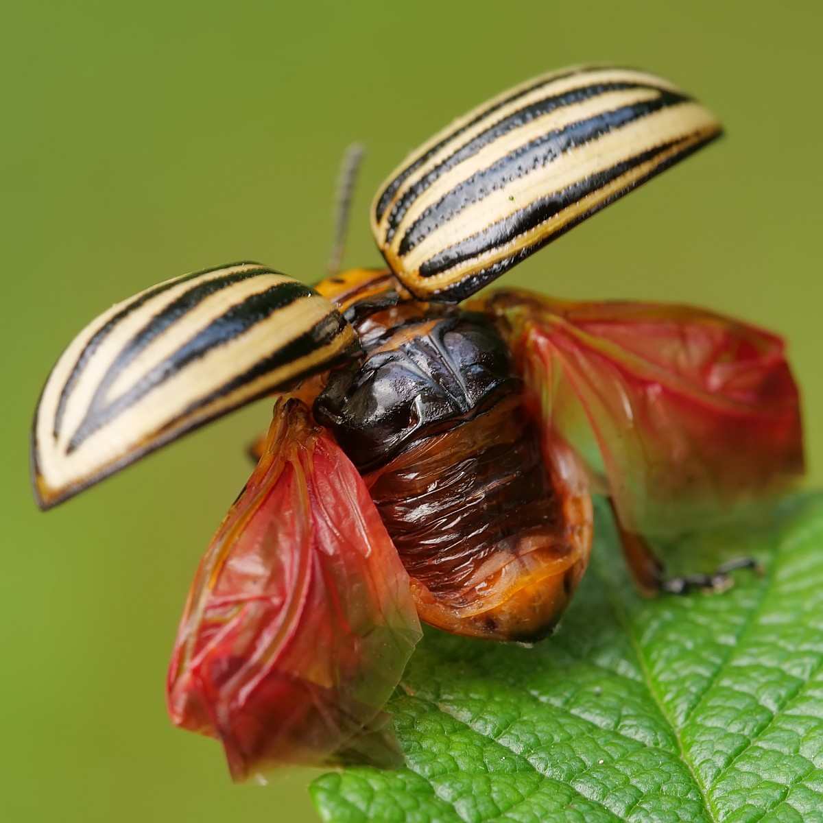 Nazwa:  50916128101_5d24152c53_o.jpg
Wyświetleń: 204
Rozmiar:  223,3 KB