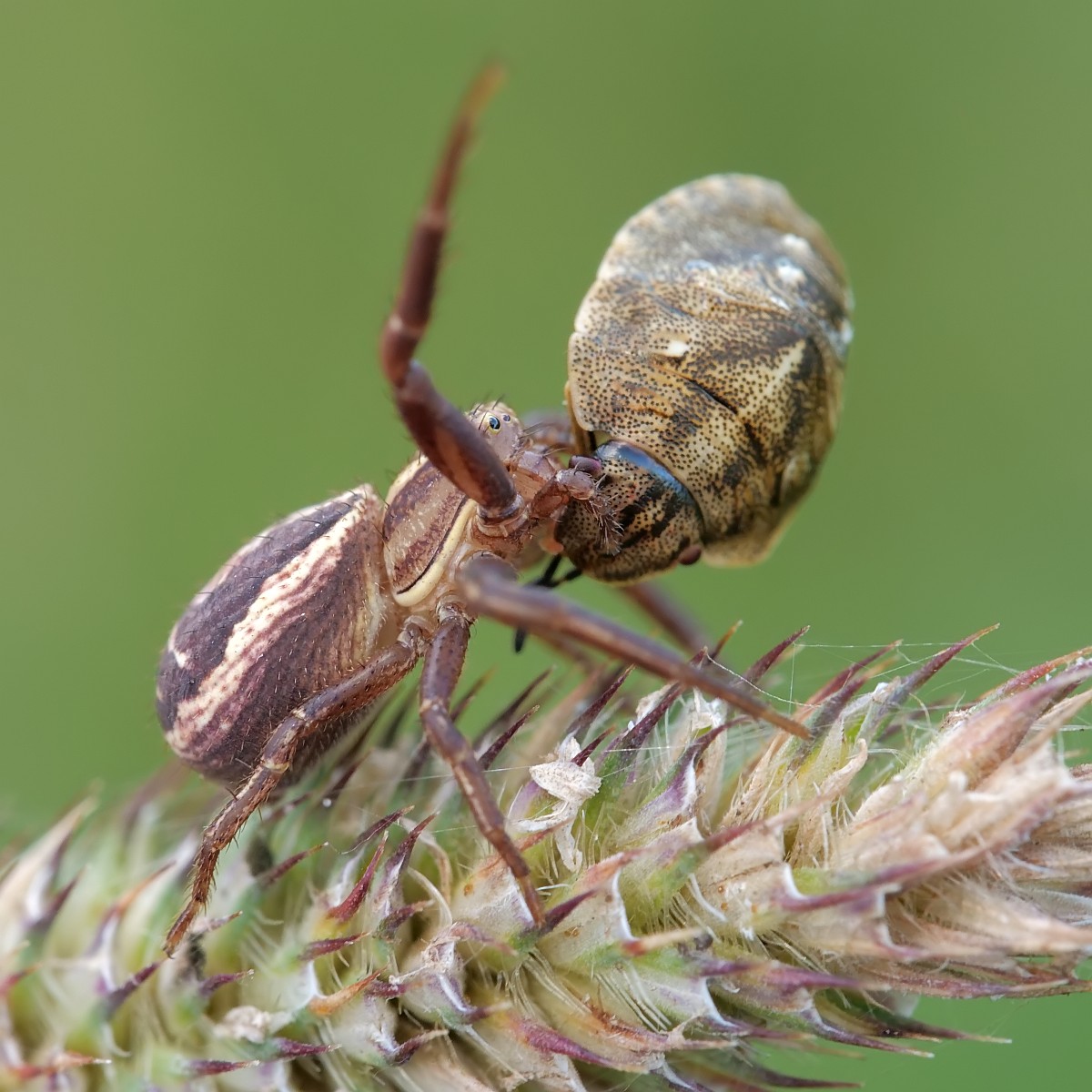 Nazwa:  50929599228_abbe9ce87f_o.jpg
Wyświetleń: 199
Rozmiar:  227,6 KB