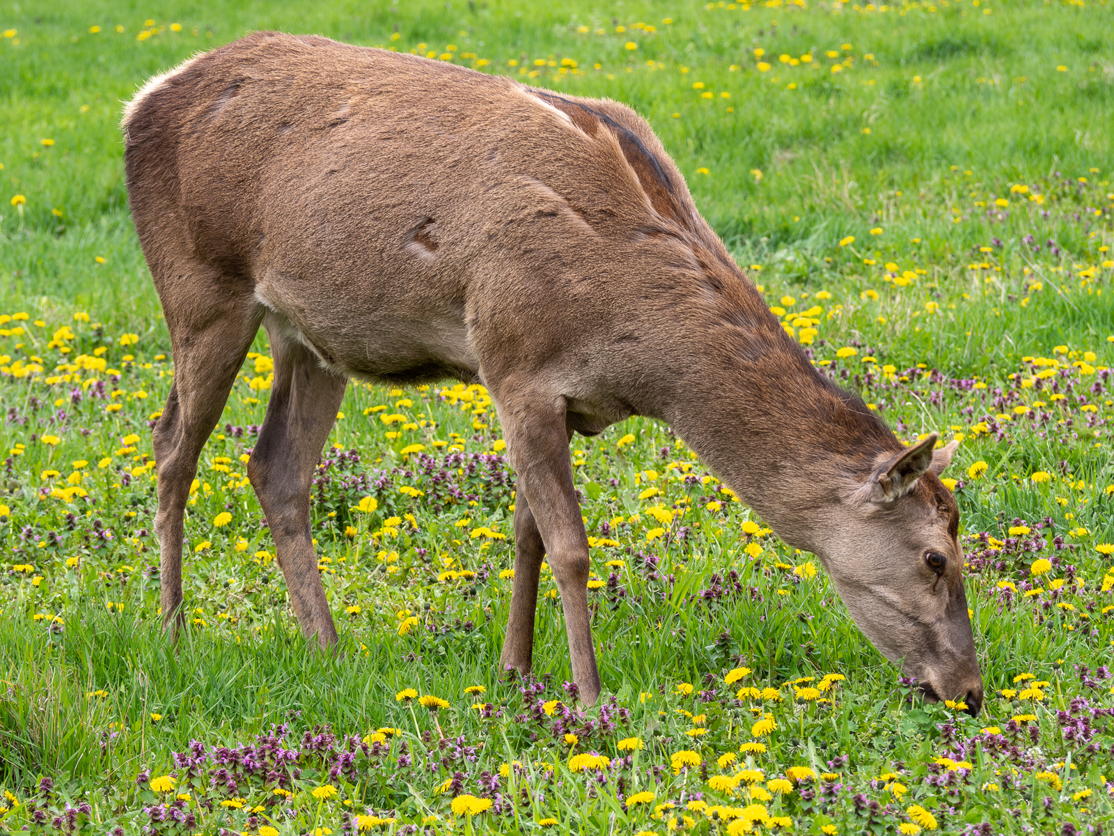 Nazwa:  01.jpg
Wyświetleń: 323
Rozmiar:  2,69 MB