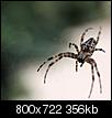 Kliknij obrazek, aby uzyskać większą wersję

Nazwa:	pajak-Resizer-800Q100M.jpg
Wyświetleń:	847
Rozmiar:	356,0 KB
ID:	23341