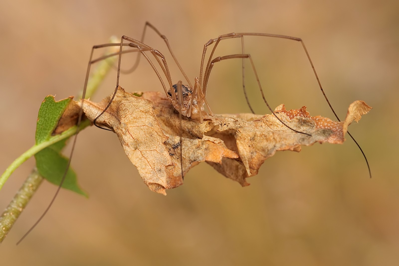 Nazwa:  50956769996_4c87bcaf44_o.jpg
Wyświetleń: 156
Rozmiar:  190,1 KB