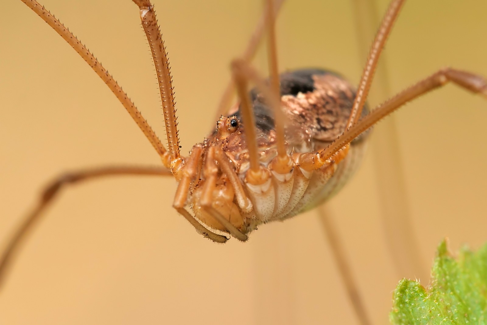 Nazwa:  50959727208_7611dde985_o.jpg
Wyświetleń: 146
Rozmiar:  149,2 KB