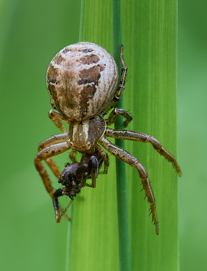 Nazwa:  _2225681 9.jpg
Wyświetleń: 121
Rozmiar:  791,3 KB