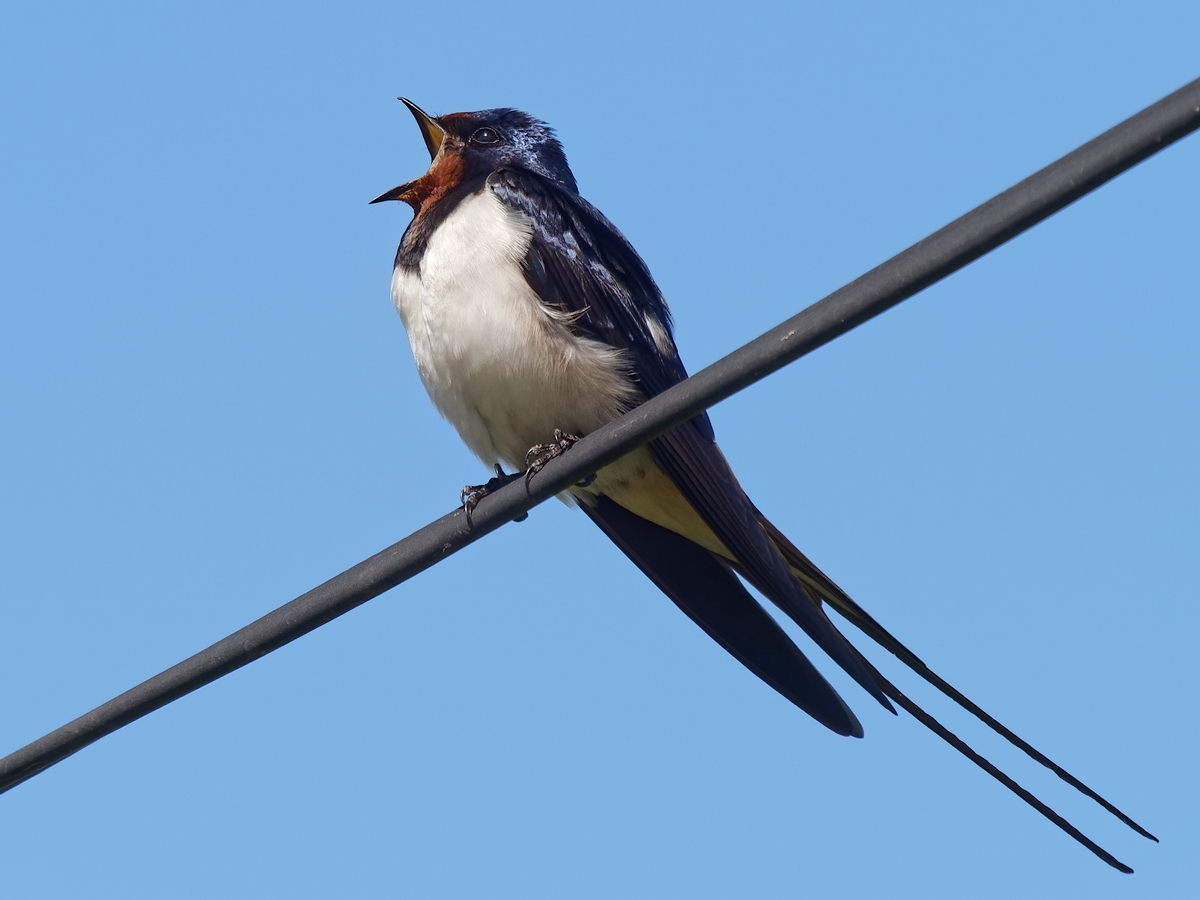 Nazwa:  jaskółka 3.jpg
Wyświetleń: 170
Rozmiar:  480,6 KB