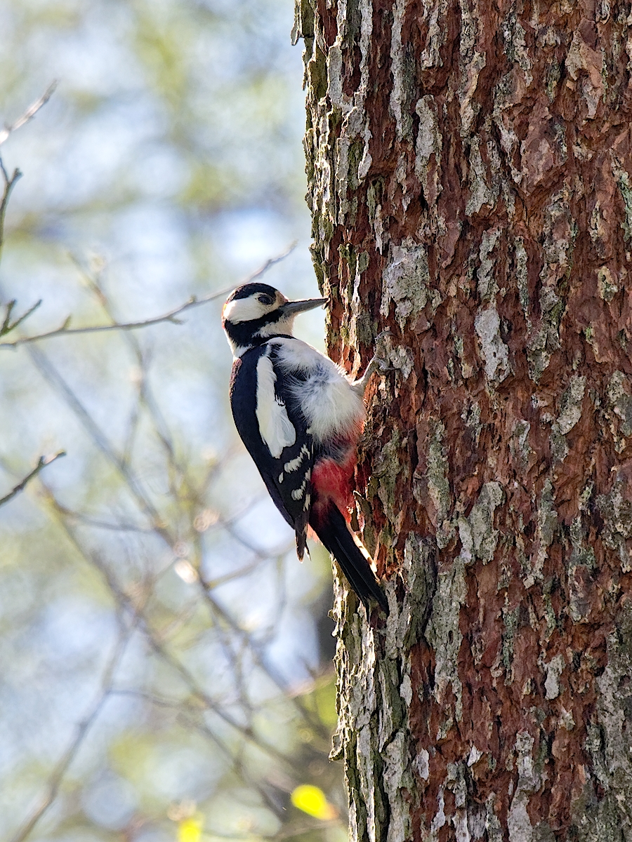 Nazwa:  dzięcioł duży 1.jpg
Wyświetleń: 167
Rozmiar:  1,02 MB