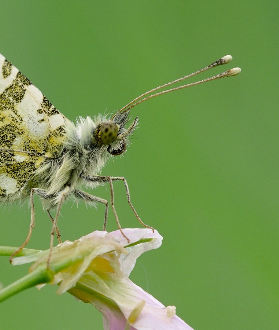 Nazwa:  _2225809 3.jpg
Wyświetleń: 104
Rozmiar:  945,3 KB