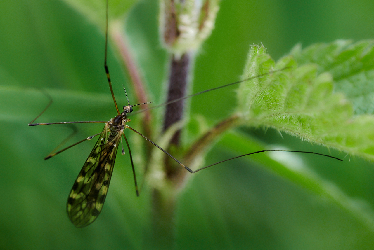 Nazwa:  _2225766 5.jpg
Wyświetleń: 108
Rozmiar:  939,8 KB