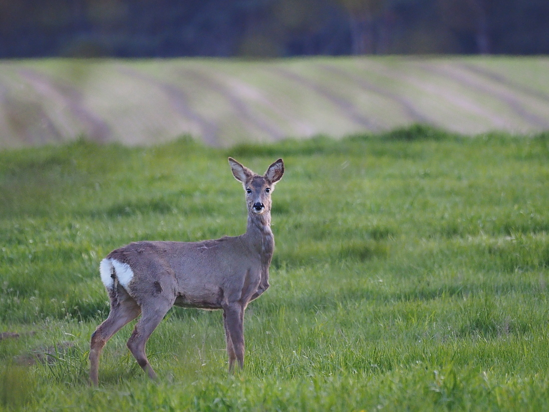 Nazwa:  P5060212_1.jpg
Wyświetleń: 326
Rozmiar:  441,7 KB