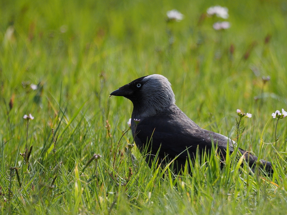 Nazwa:  P5090247_1.jpg
Wyświetleń: 383
Rozmiar:  528,3 KB