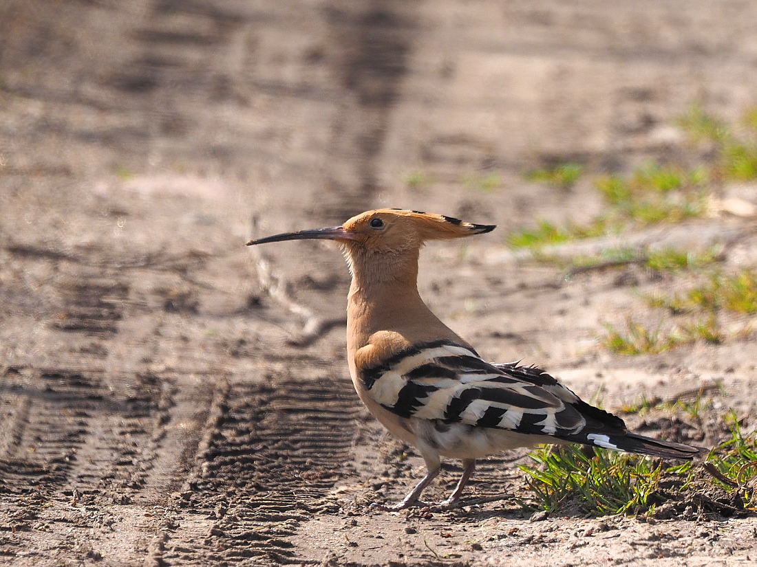 Nazwa:  P5090258_1.jpg
Wyświetleń: 336
Rozmiar:  573,0 KB