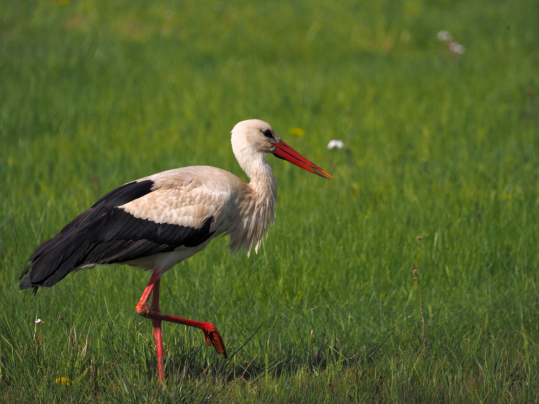 Nazwa:  P5090265_1.jpg
Wyświetleń: 367
Rozmiar:  478,5 KB