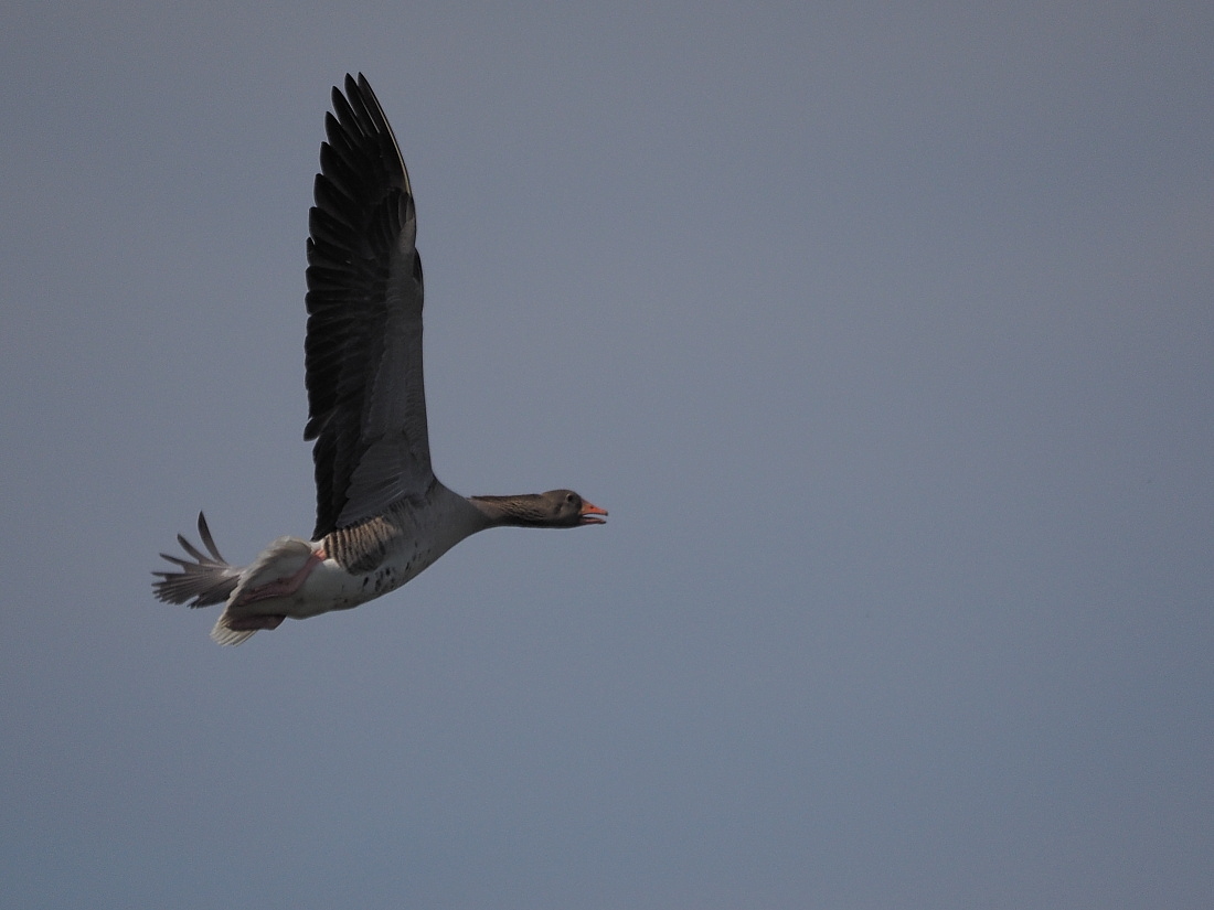 Nazwa:  P5090276_1.jpg
Wyświetleń: 361
Rozmiar:  257,7 KB