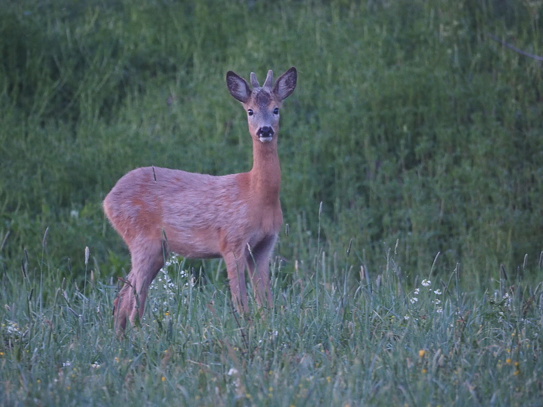 Nazwa:  P5150407_1.jpg
Wyświetleń: 360
Rozmiar:  488,9 KB