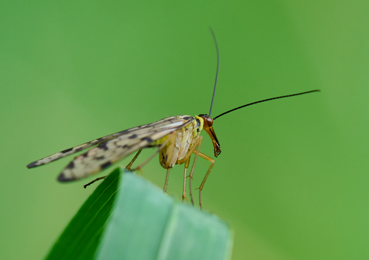 Nazwa:  _2225938 3.jpg
Wyświetleń: 94
Rozmiar:  632,0 KB