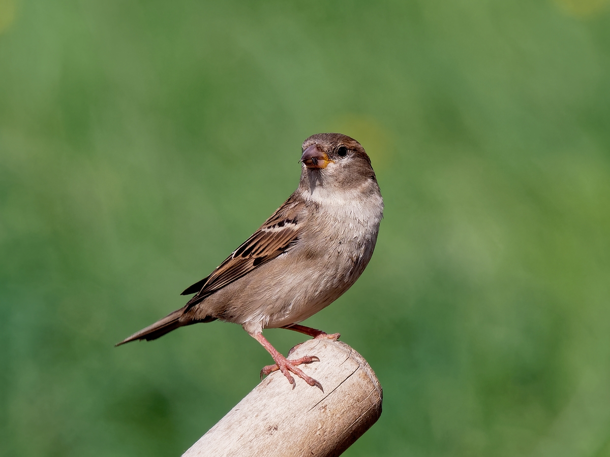 Nazwa:  wróbel 10.jpg
Wyświetleń: 138
Rozmiar:  484,4 KB