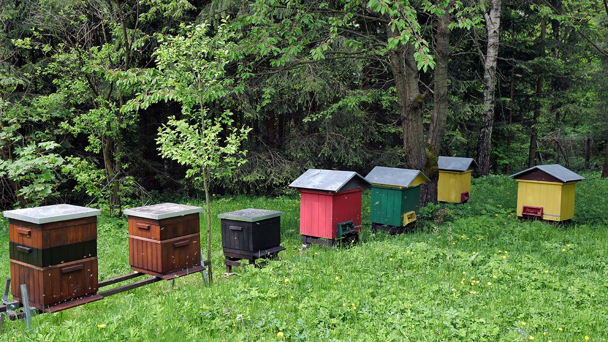 Nazwa:  1.jpg
Wyświetleń: 260
Rozmiar:  315,6 KB