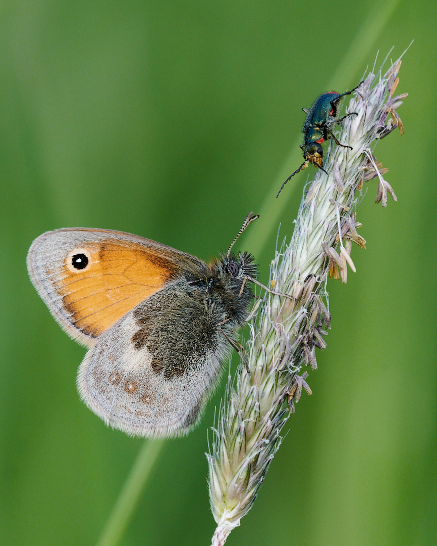 Nazwa:  _2226118.jpg
Wyświetleń: 84
Rozmiar:  962,7 KB