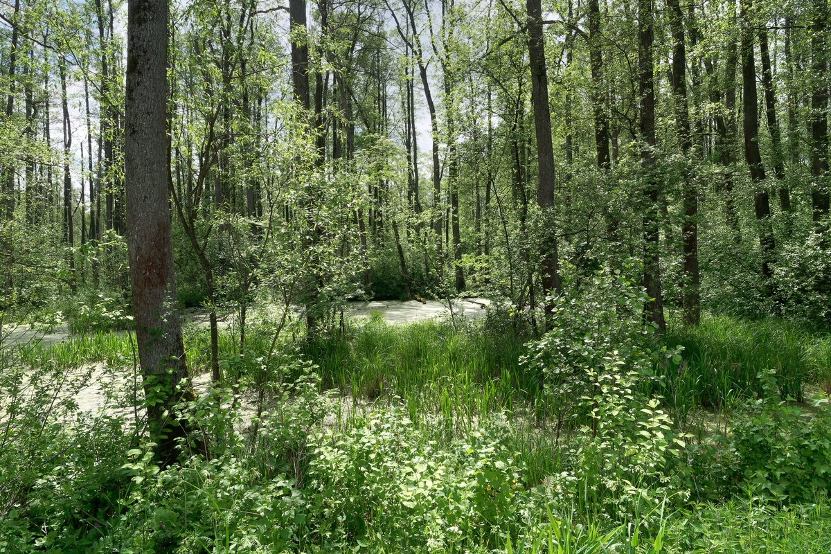 Nazwa:  w lesie 3.jpg
Wyświetleń: 164
Rozmiar:  1,35 MB