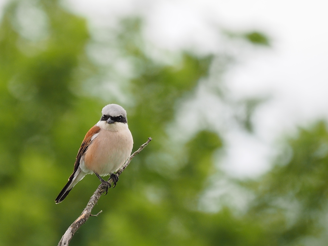 Nazwa:  P5230509_1.jpg
Wyświetleń: 190
Rozmiar:  272,2 KB