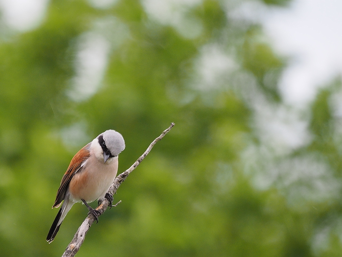 Nazwa:  P5230498_1.jpg
Wyświetleń: 189
Rozmiar:  351,7 KB