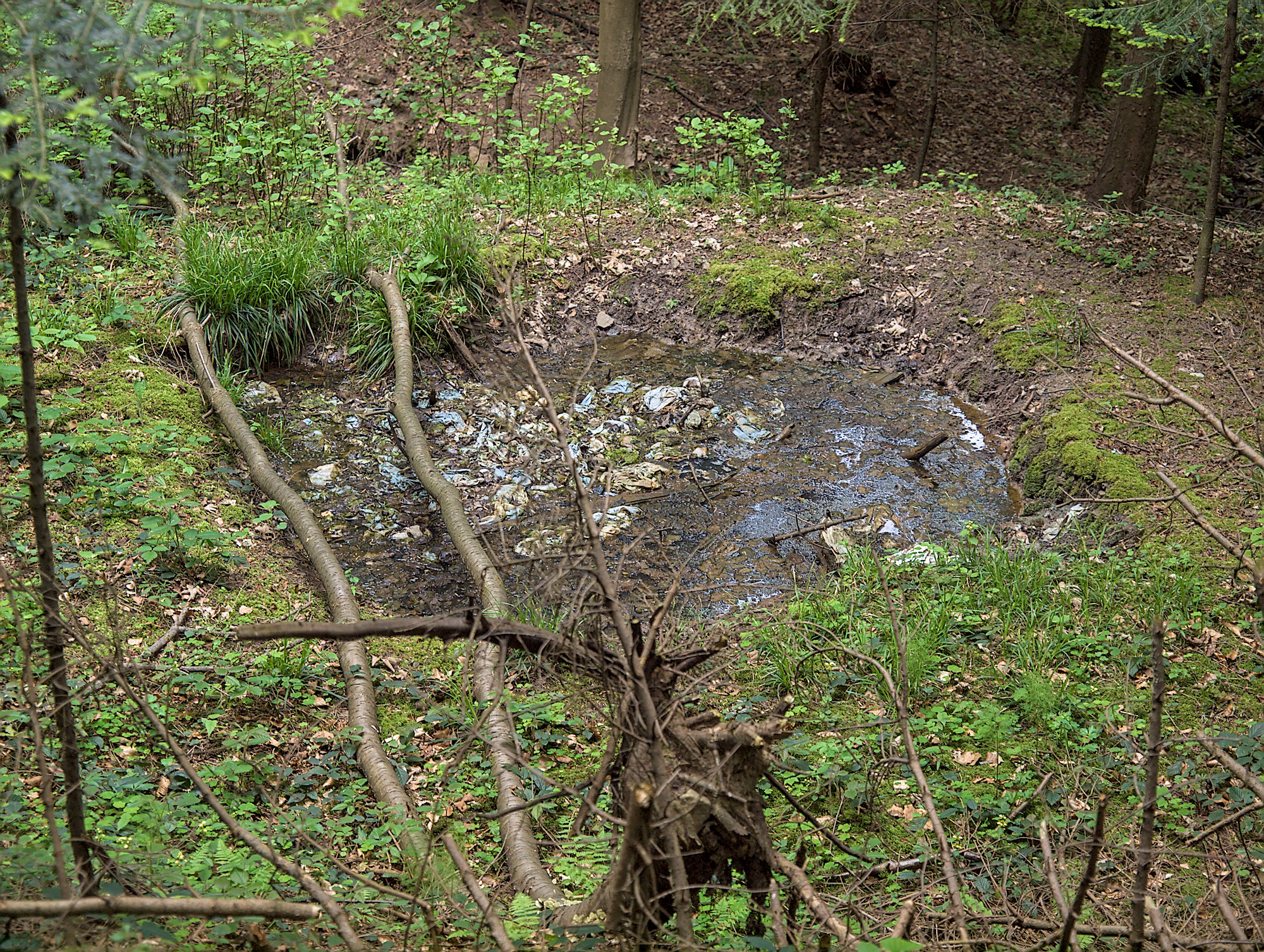 Nazwa:  P5275907.jpg
Wyświetleń: 185
Rozmiar:  1,69 MB