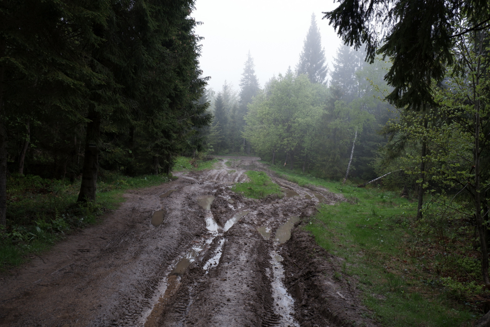 Nazwa:  DSCF5574.JPG
Wyświetleń: 117
Rozmiar:  636,3 KB