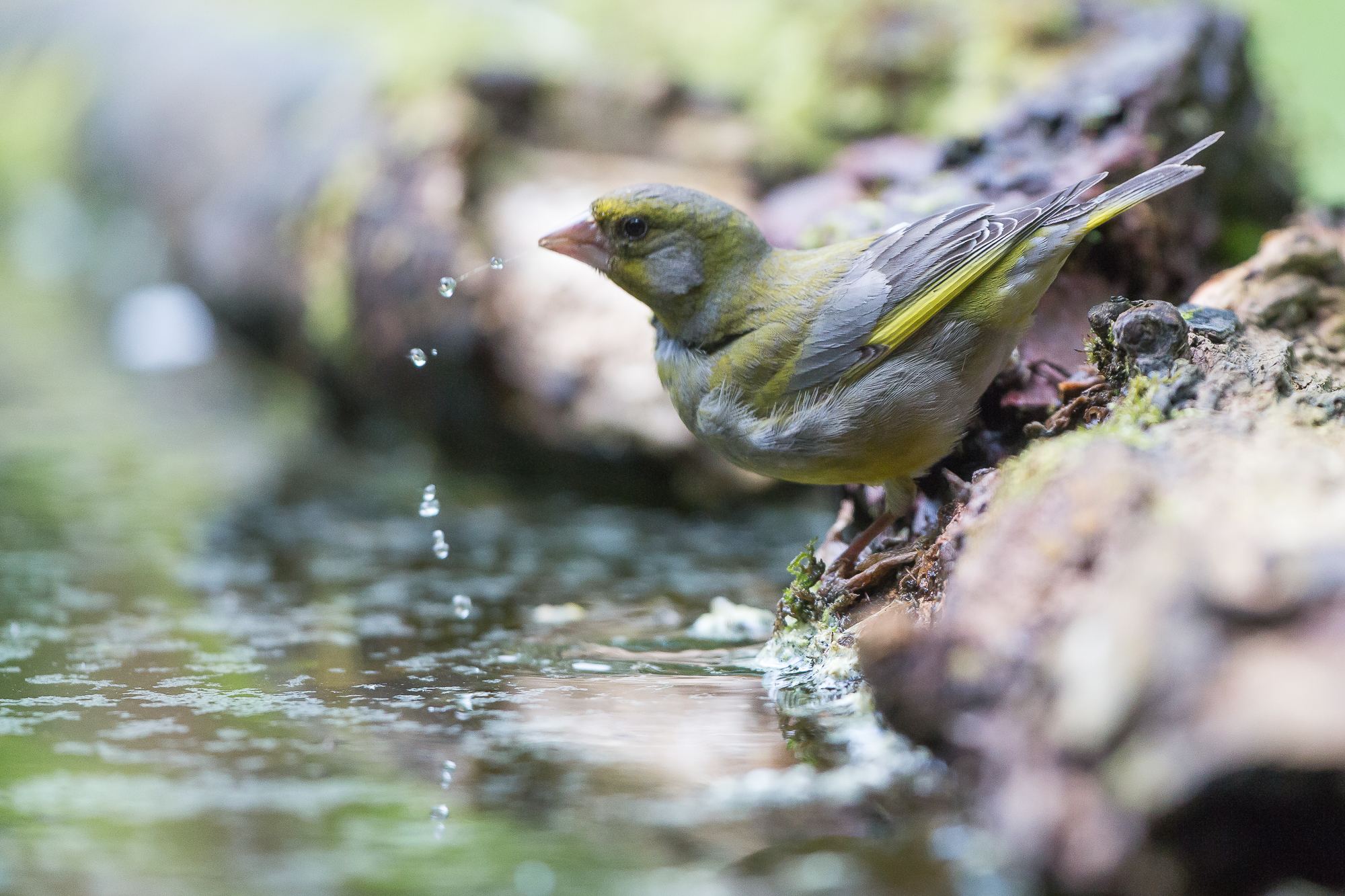 Nazwa:  N72A2210.jpg
Wyświetleń: 99
Rozmiar:  1,81 MB