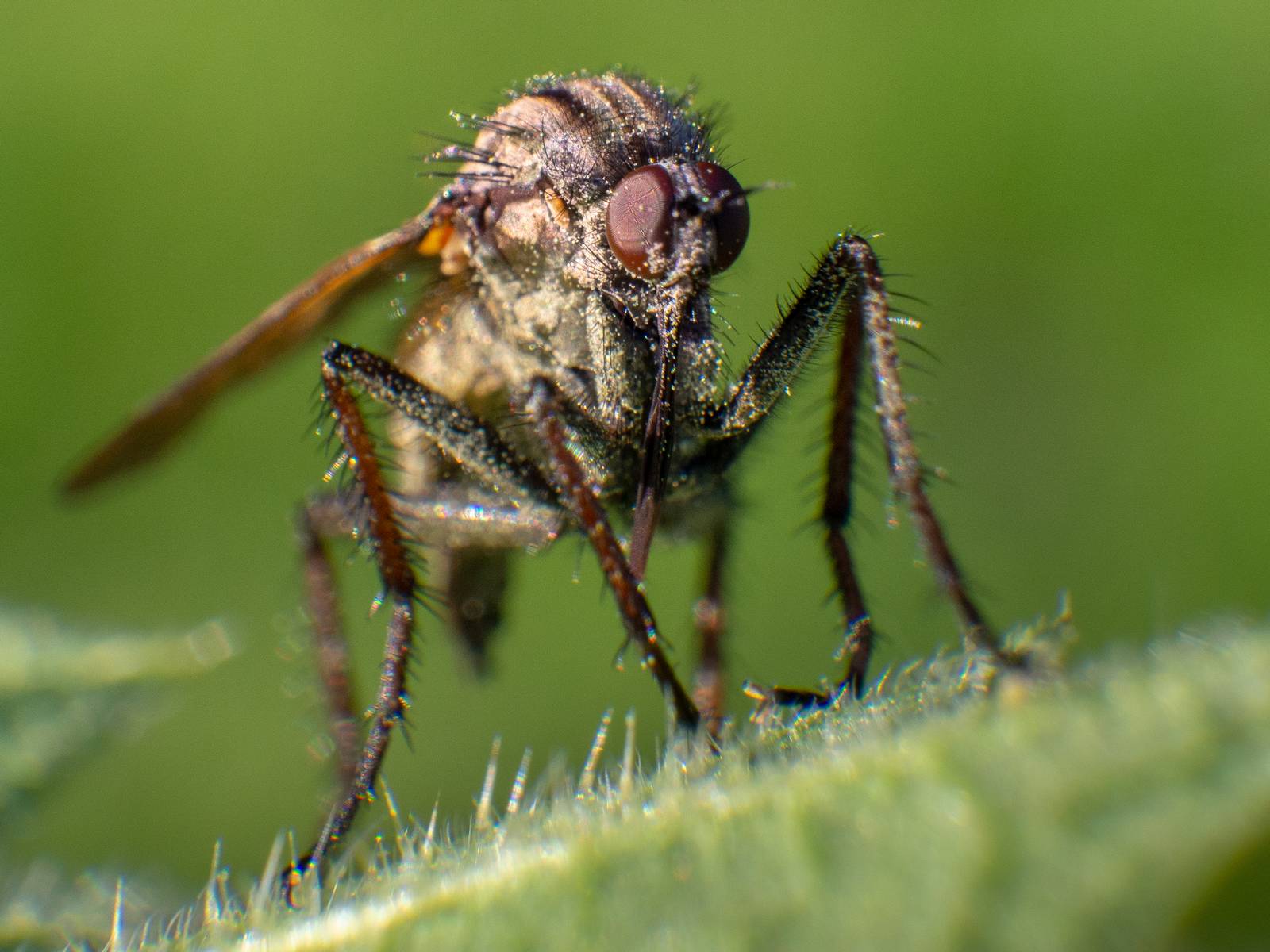 Nazwa:  1macro_s.jpg
Wyświetleń: 3897
Rozmiar:  171,7 KB