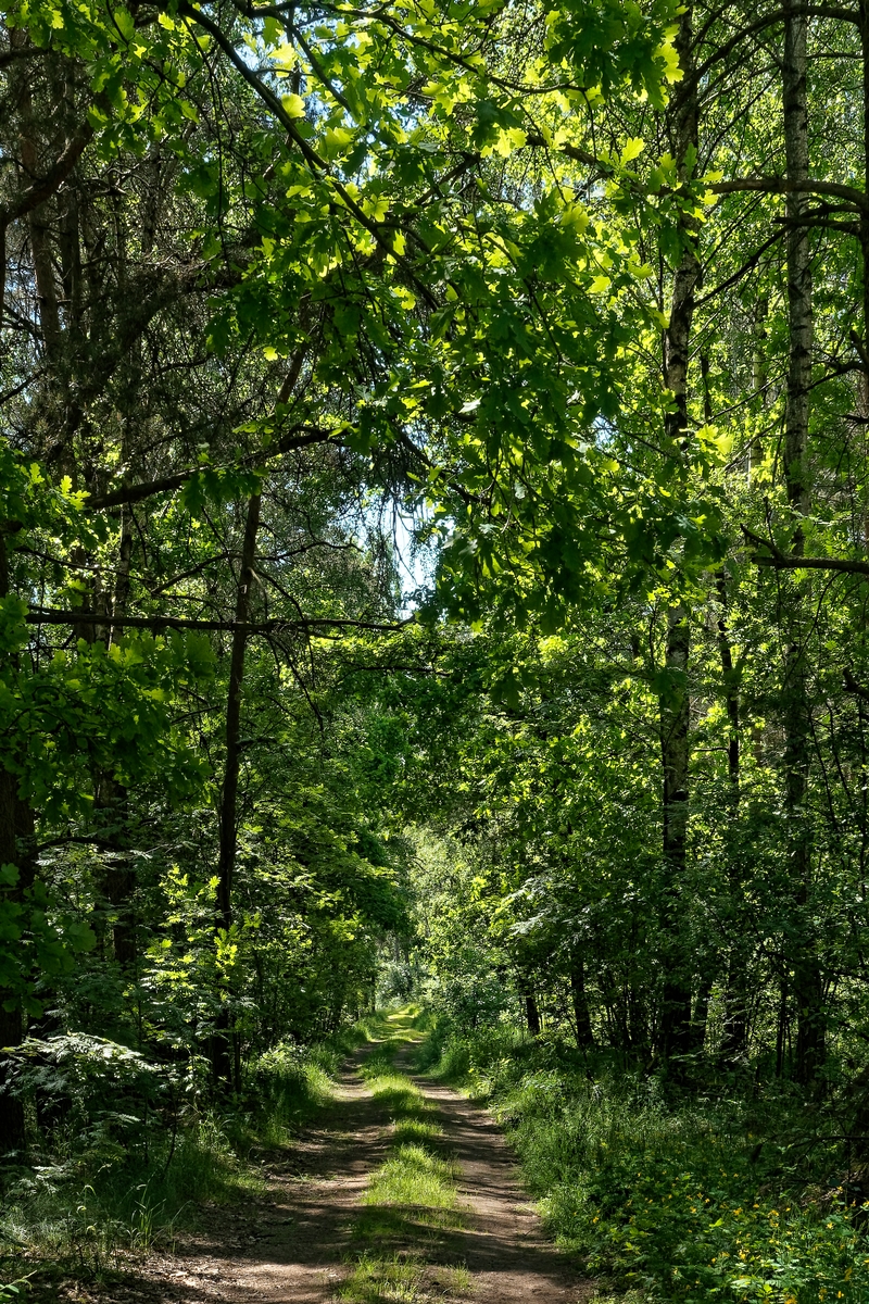 Nazwa:  las.jpg
Wyświetleń: 87
Rozmiar:  1,33 MB