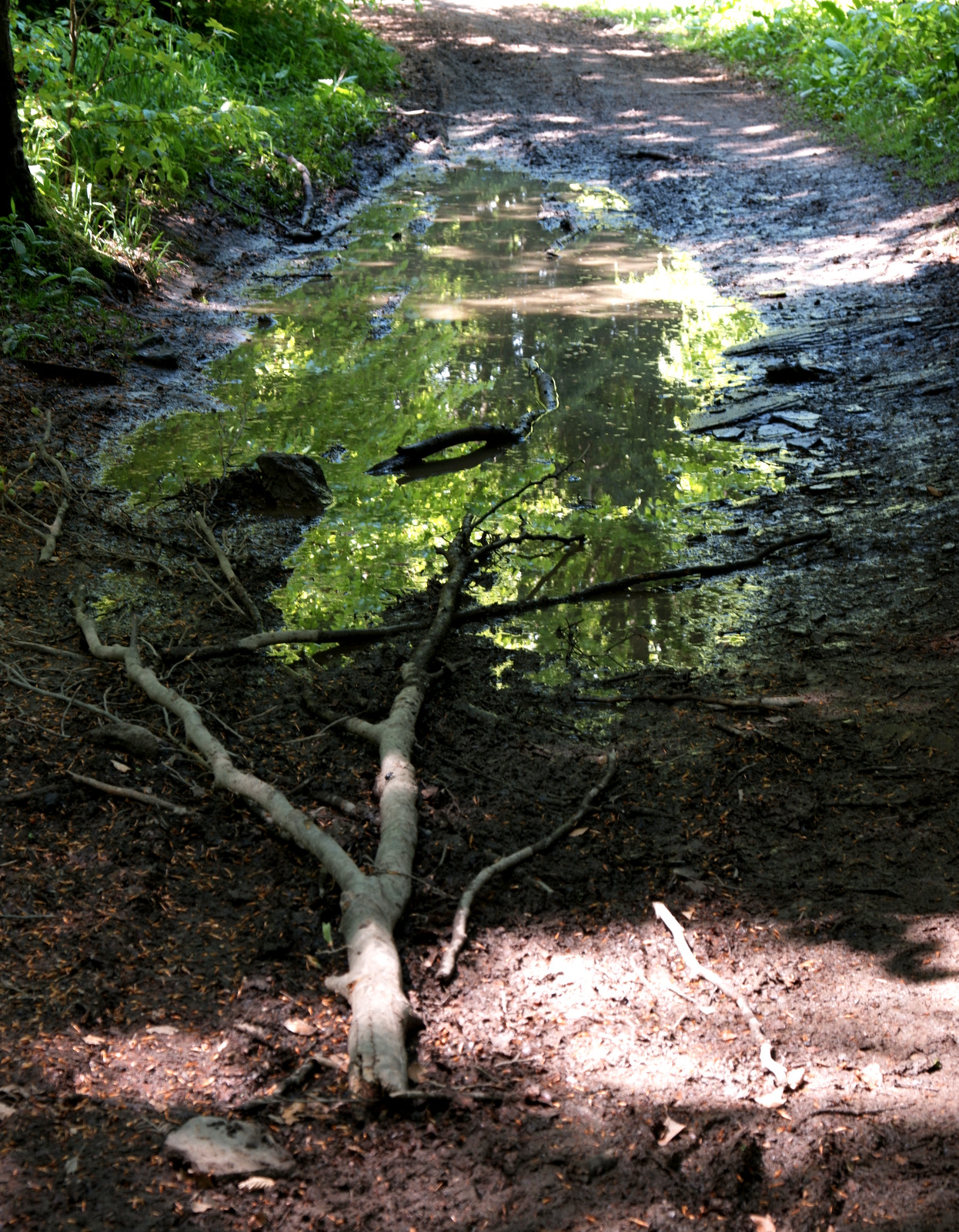 Nazwa:  DSCF5717.JPG
Wyświetleń: 182
Rozmiar:  1.004,1 KB