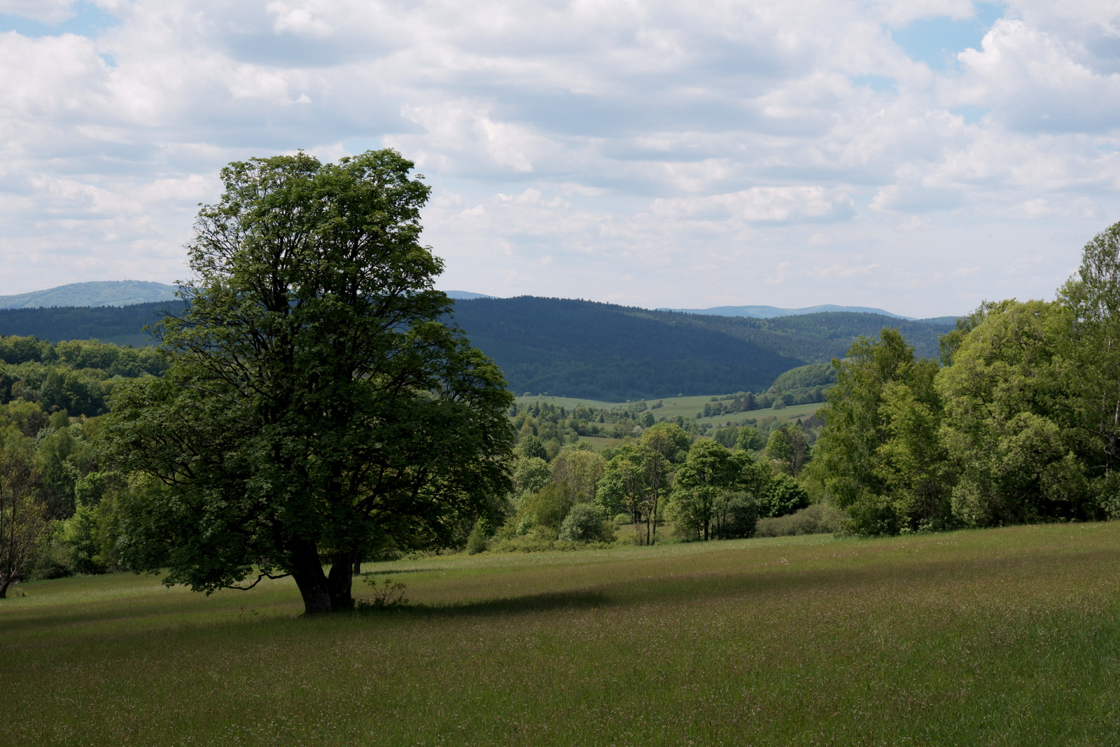 Nazwa:  DSCF5673.JPG
Wyświetleń: 101
Rozmiar:  646,1 KB