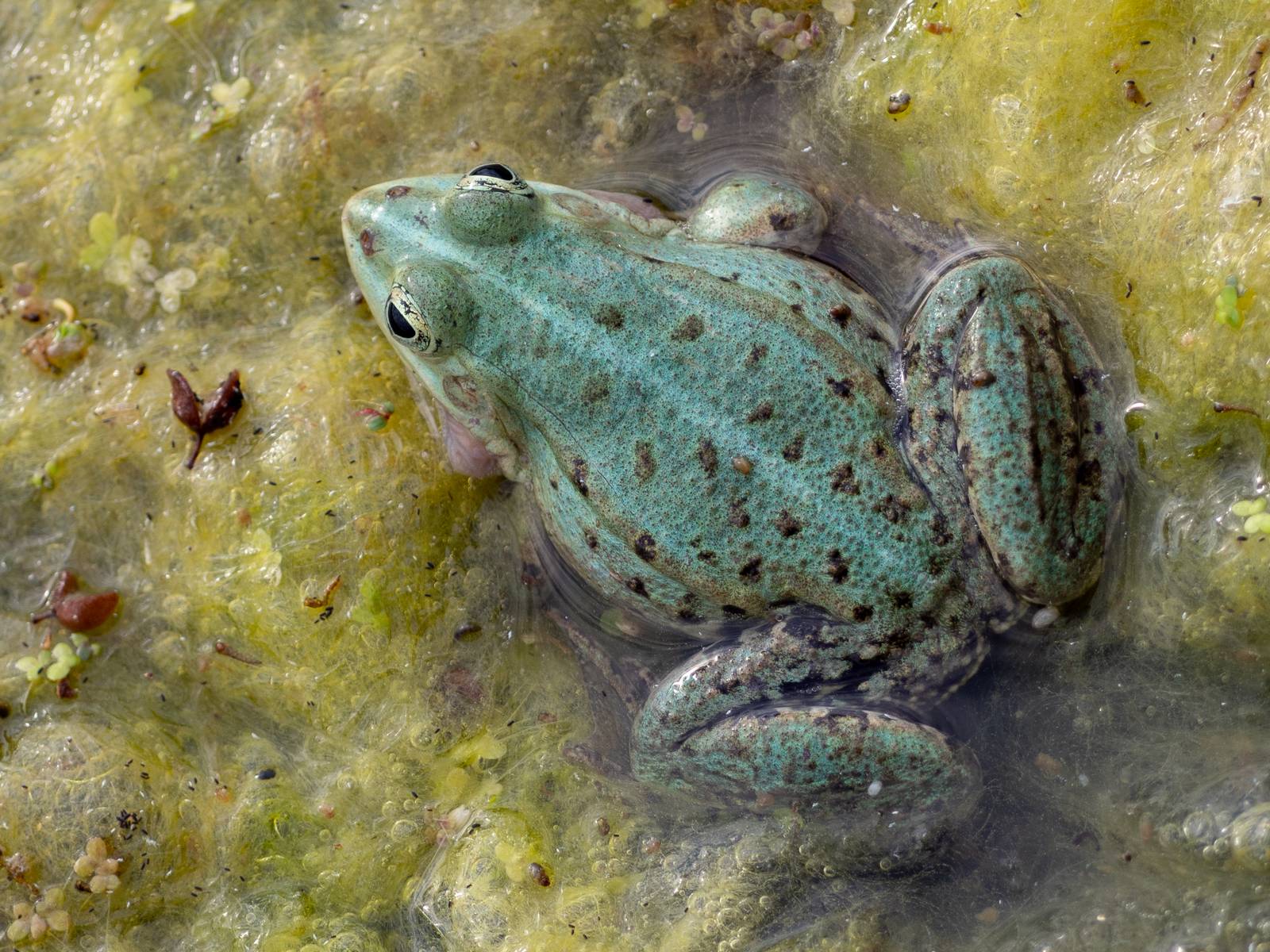 Nazwa:  208.jpg
Wyświetleń: 177
Rozmiar:  341,1 KB